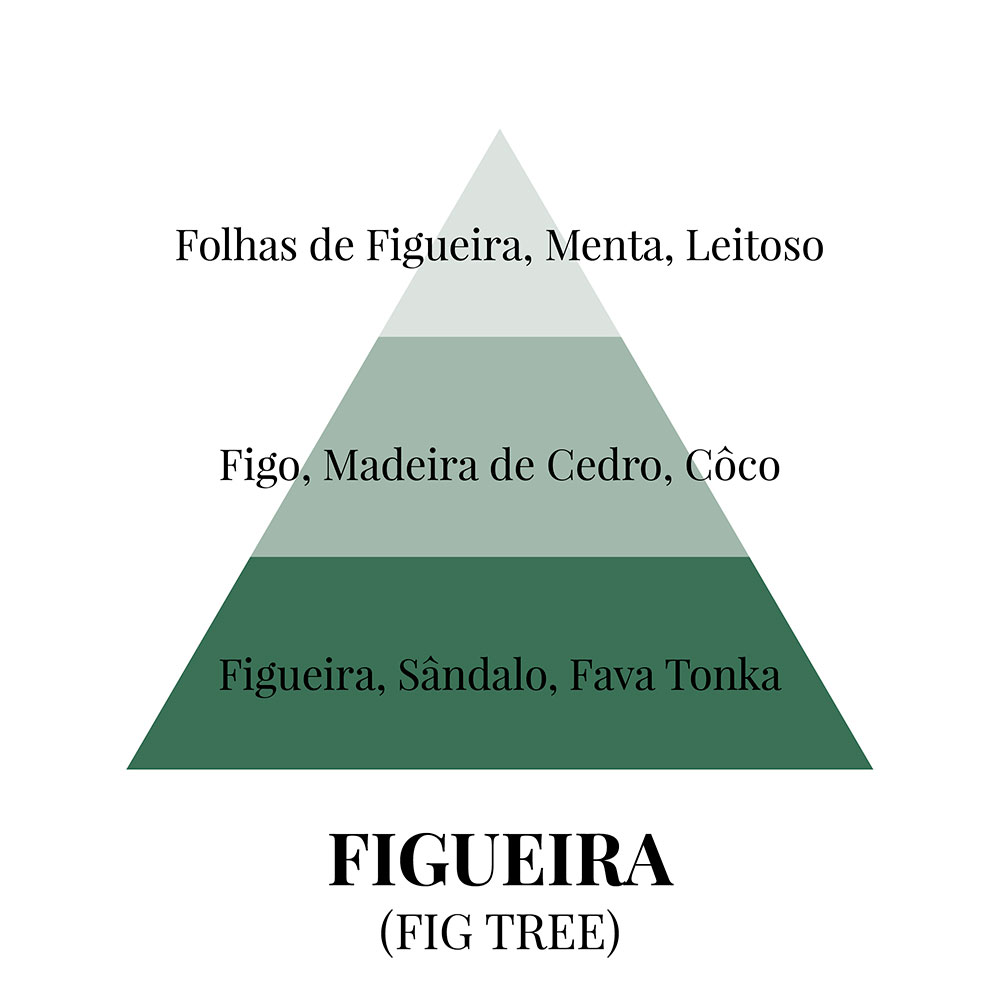 Piramides olfativas PT Fig Tree