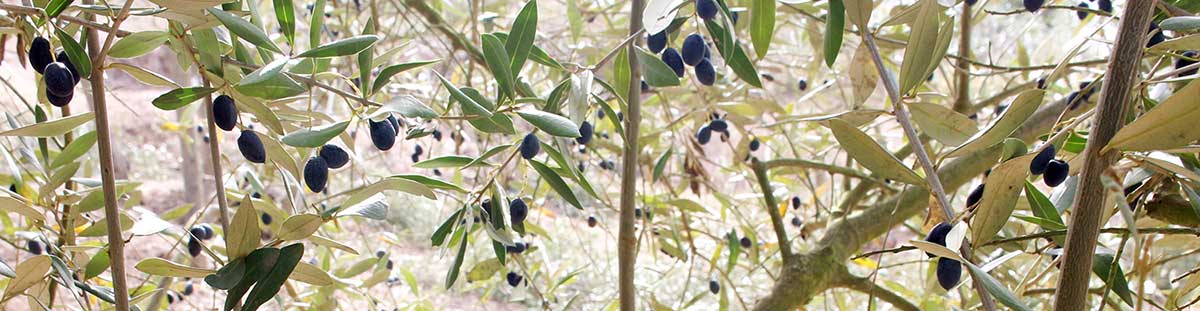 A tradição do azeite Português: Galheteiros artesanais